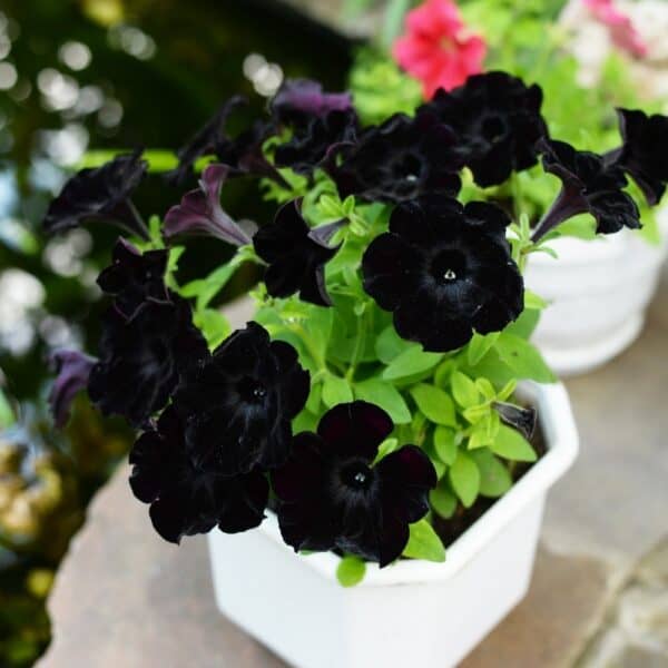 Black petunia flowers - annual flowers
