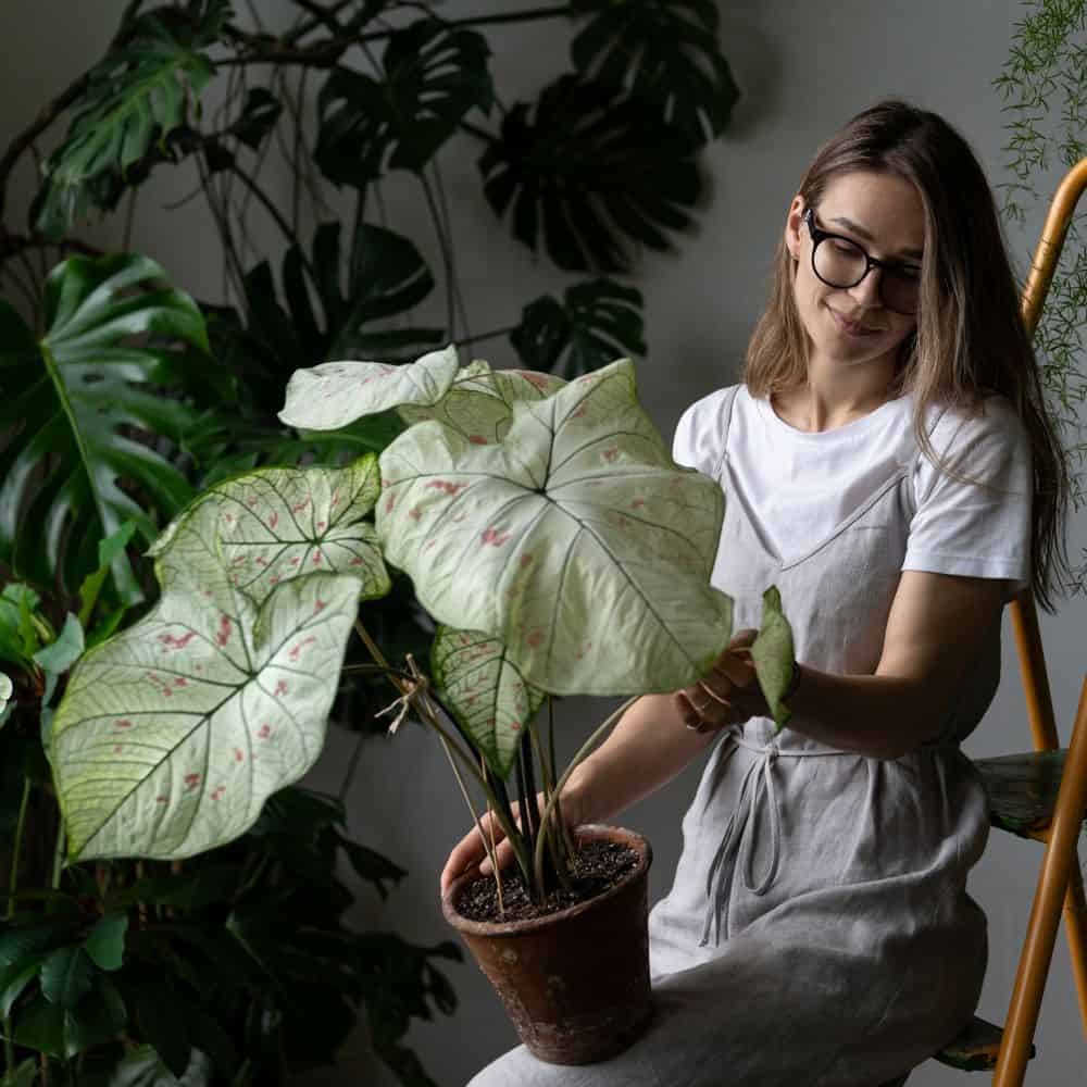 Houseplants - recommended gardening gear