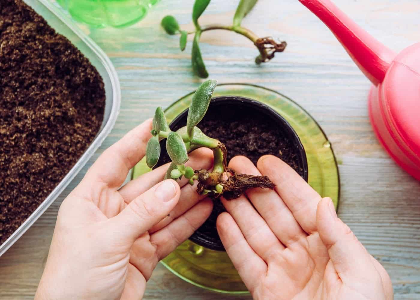 How To Propagate Jade Plant - rooted cutting