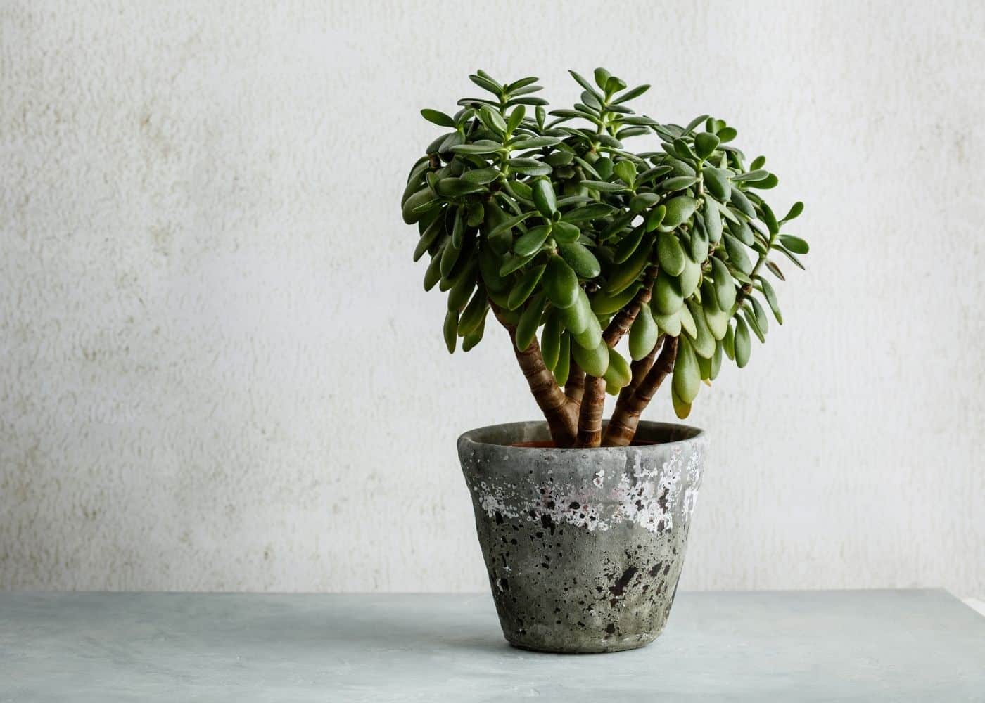 How to propagate jade plant