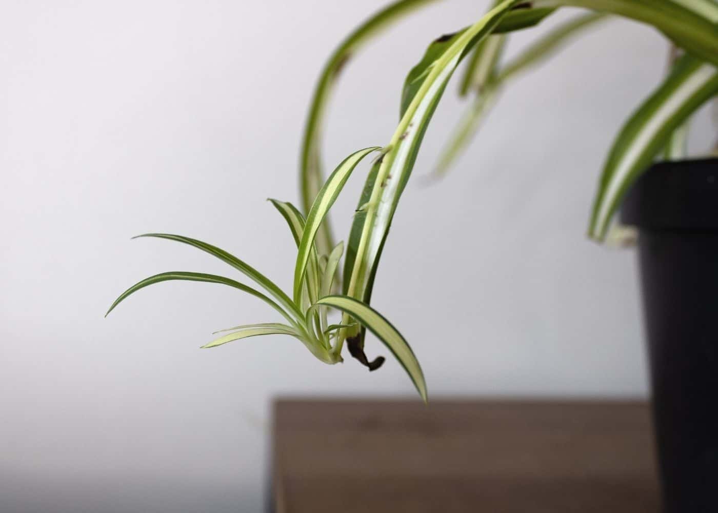 How to propagate spider plant
