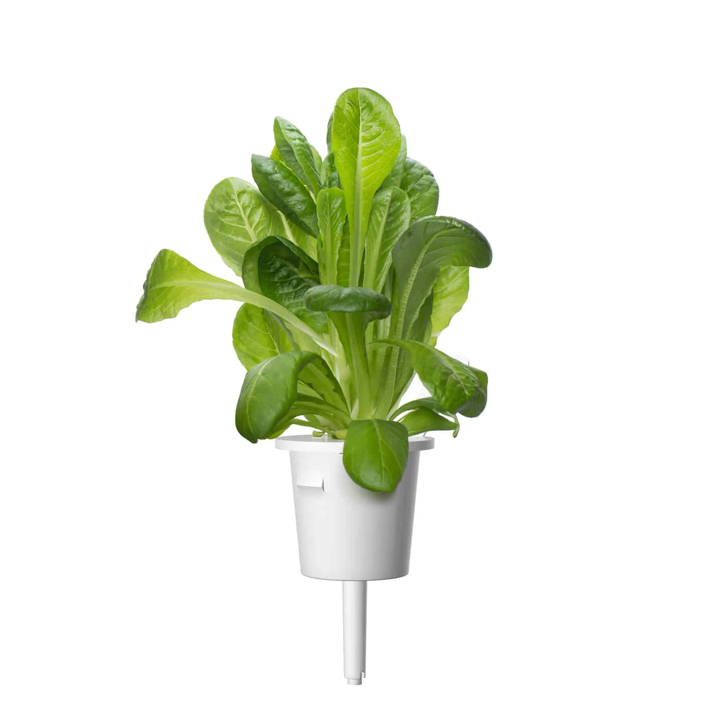 Romaine lettuce plant pod