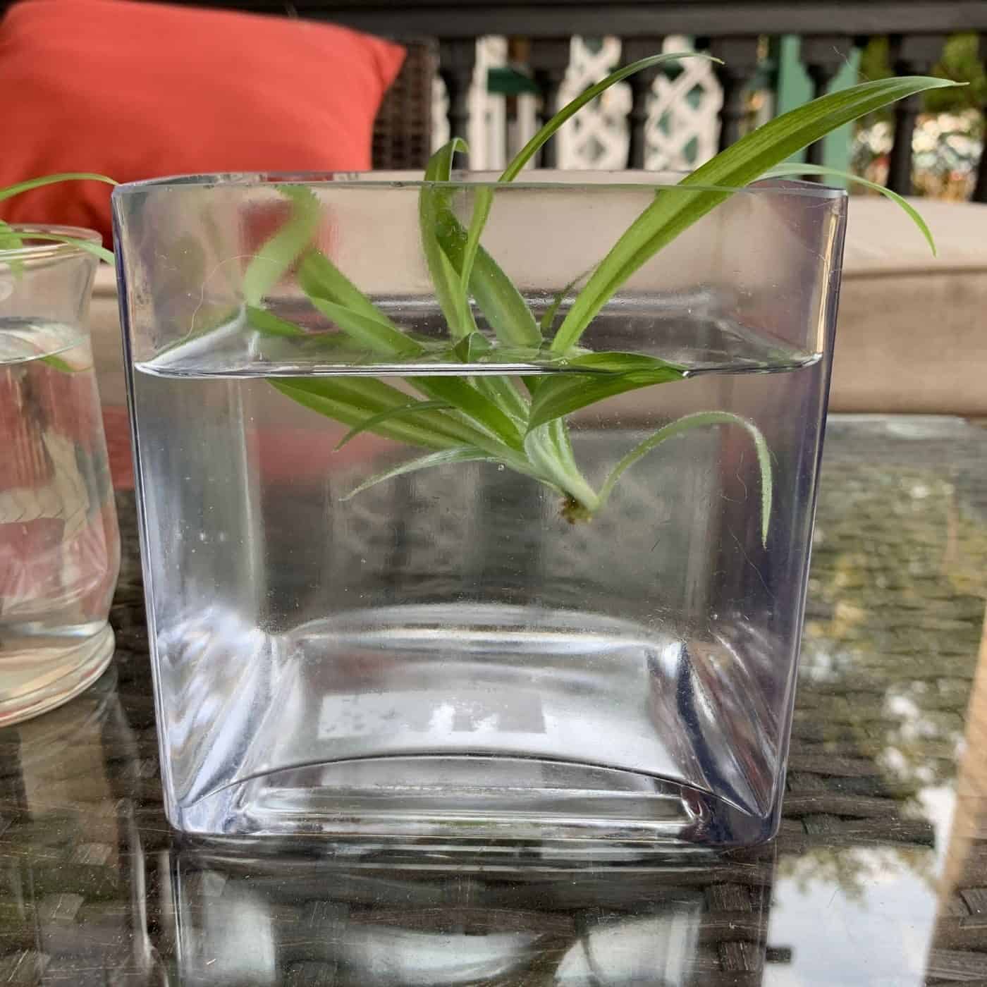 Spider Plant Baby Rooting in Water