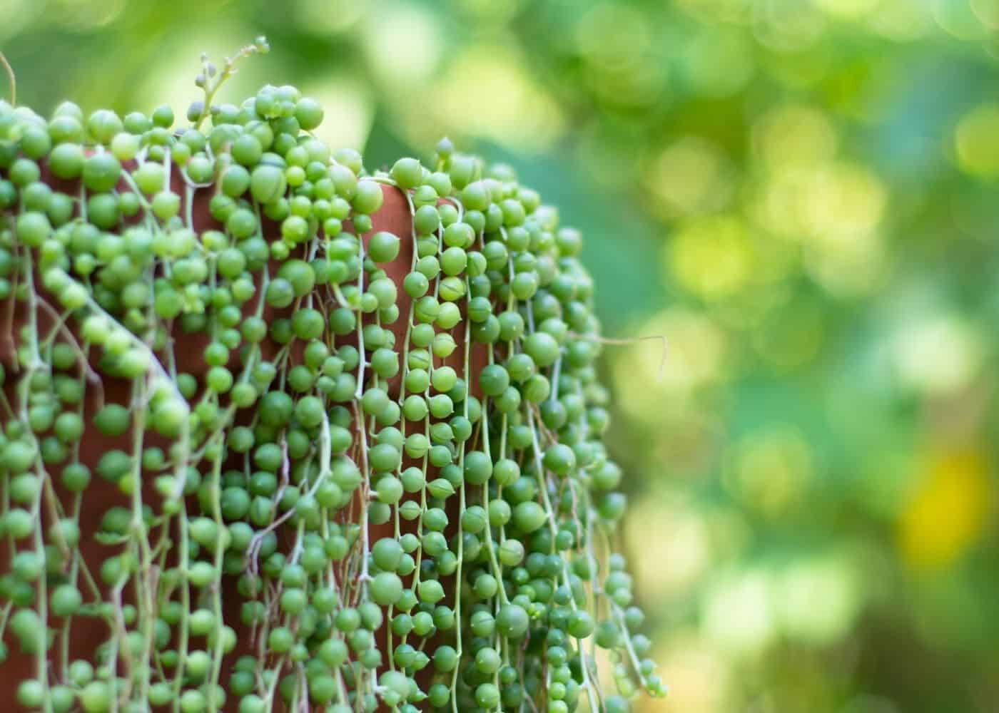 String of pearls plant