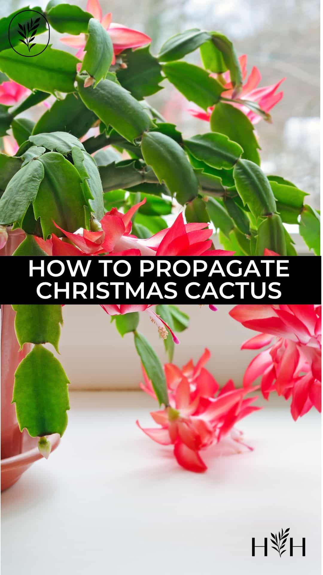 How to propagate christmas cactus via @home4theharvest