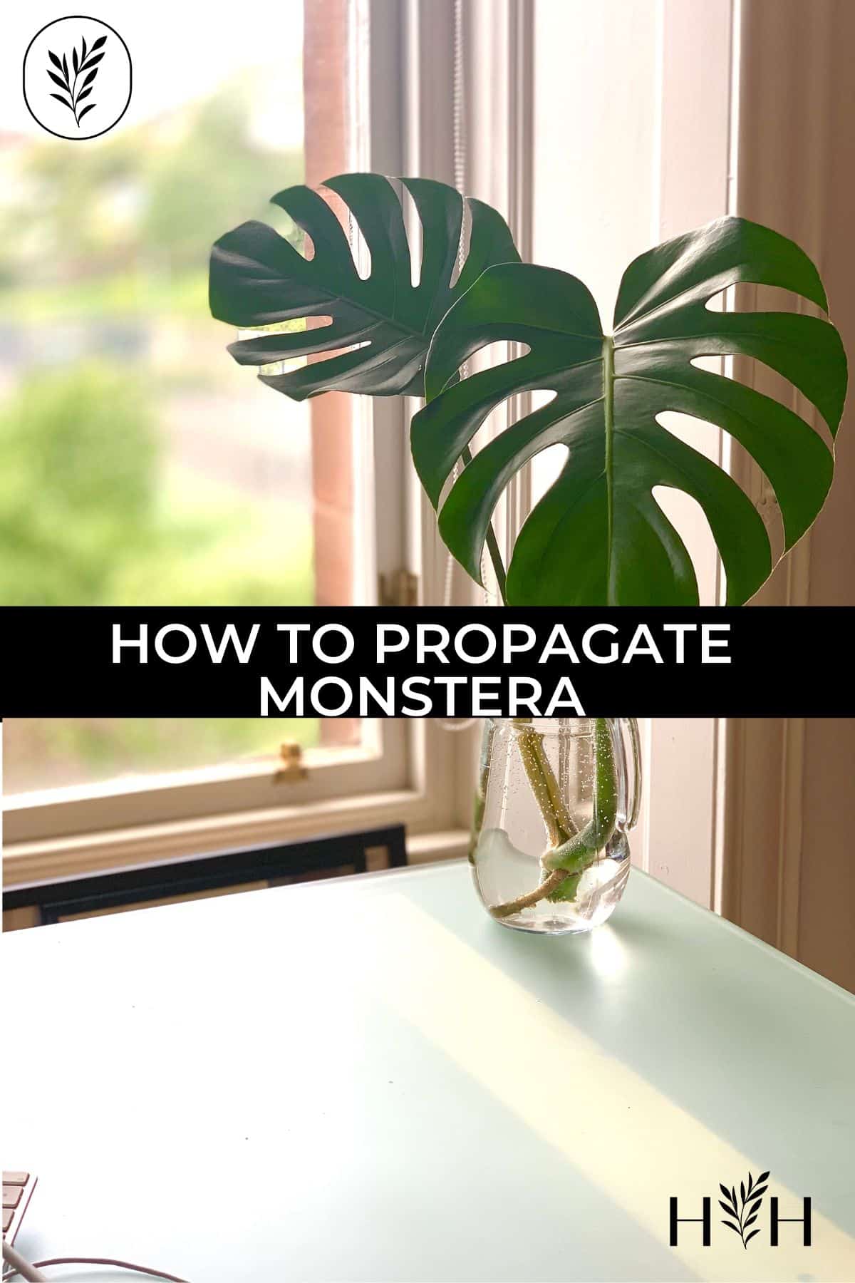 How to propagate monstera via @home4theharvest