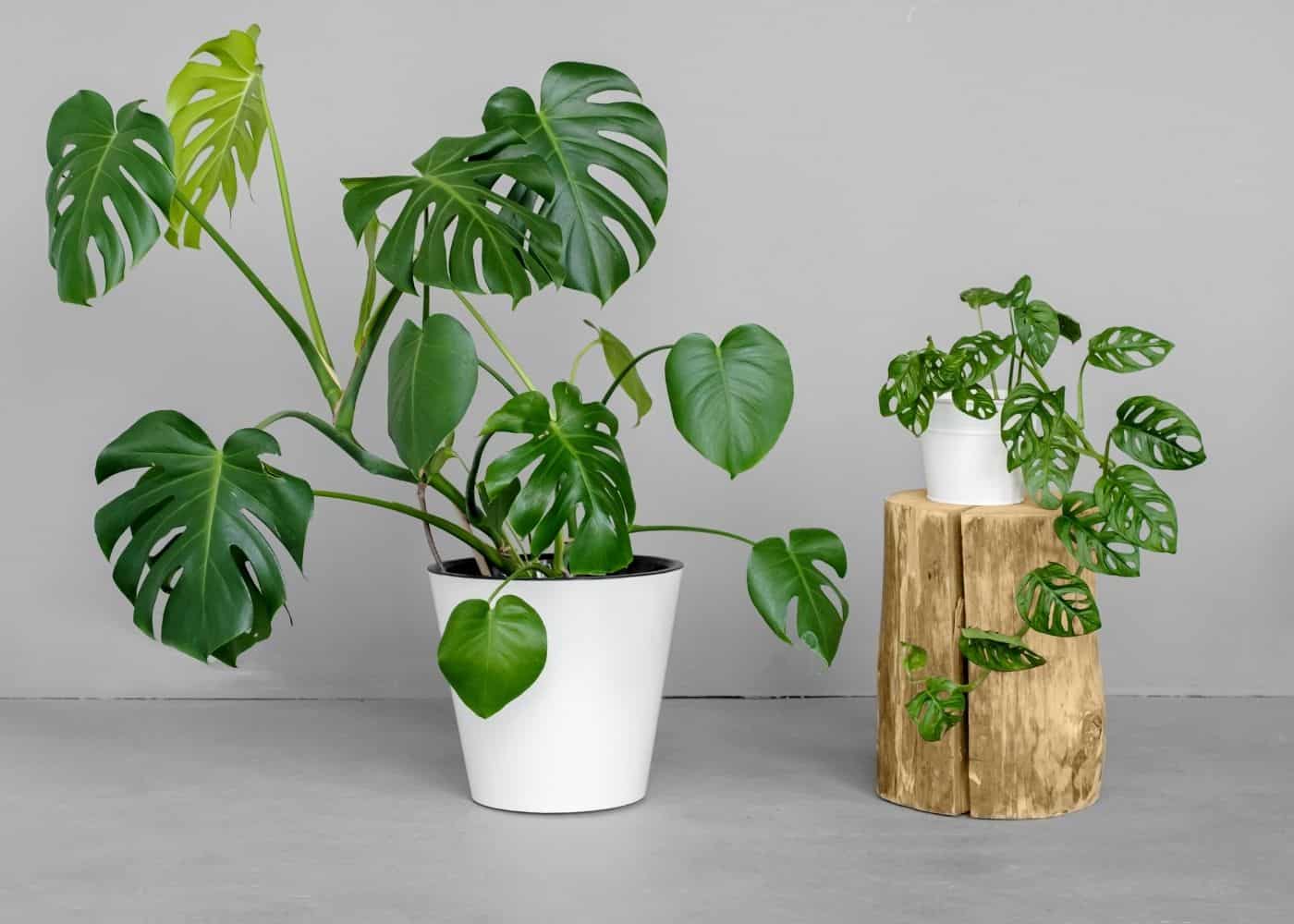 How to propagate monstera plants