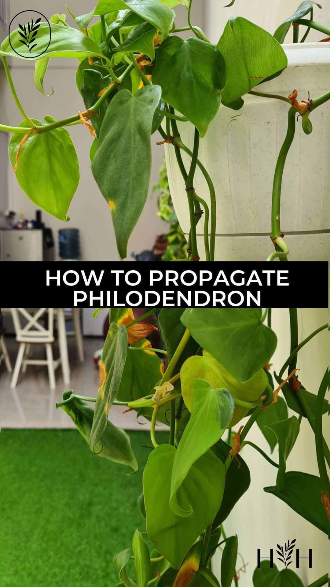 How to propagate philodendron via @home4theharvest