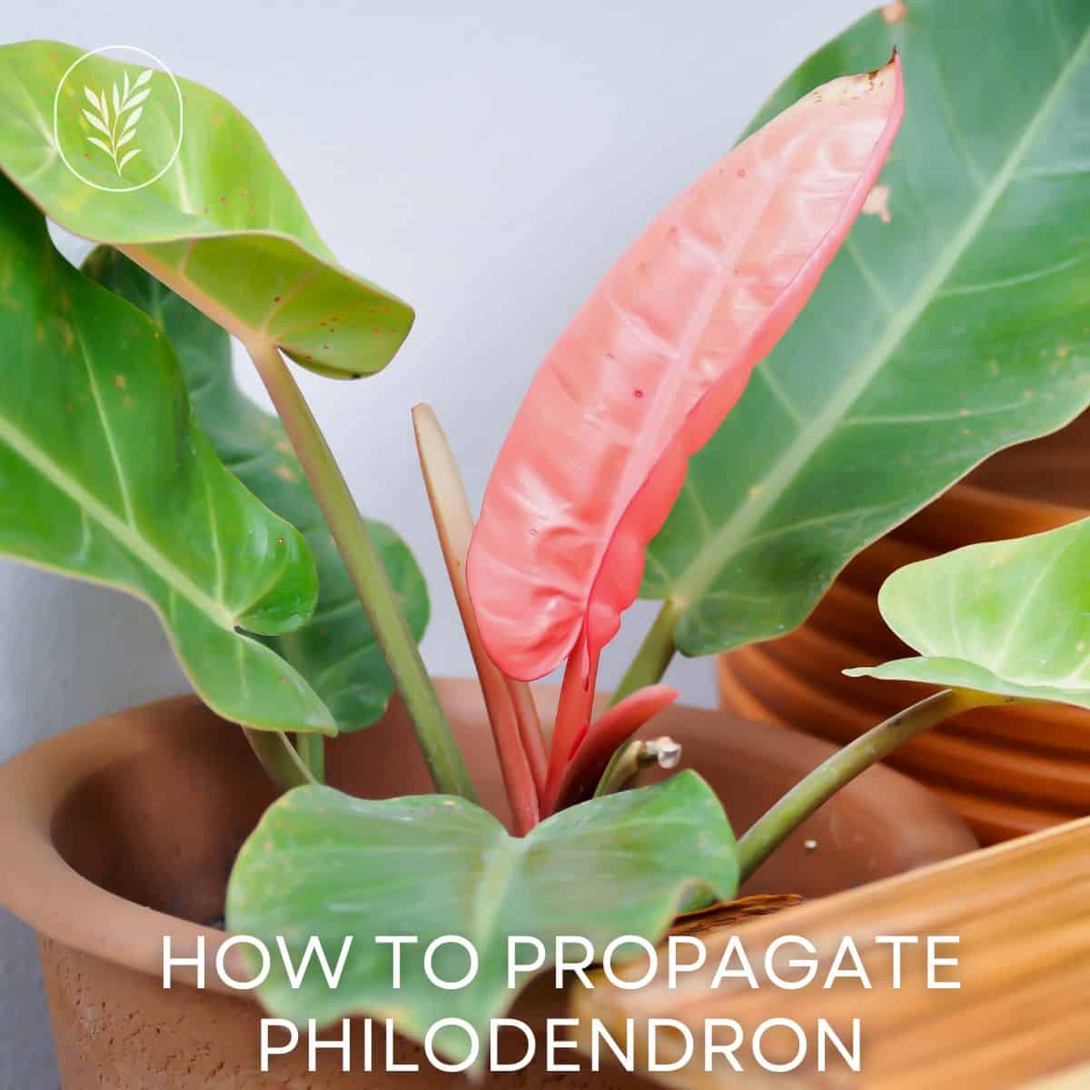 How to propagate philodendron via @home4theharvest
