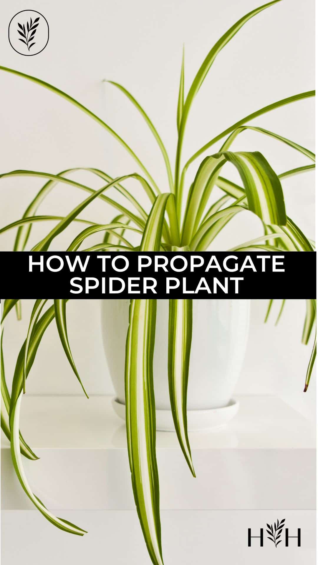 How to propagate spider plant via @home4theharvest