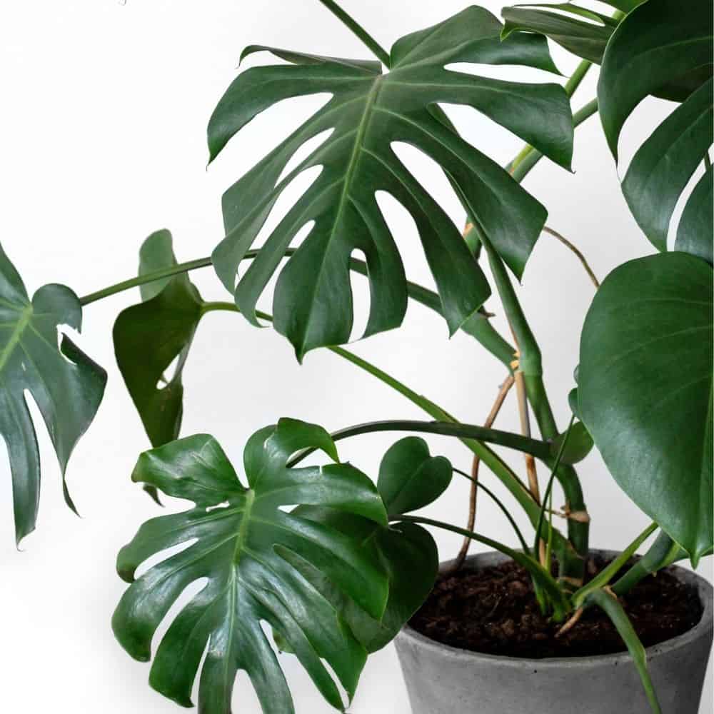 How much light does monstera need
