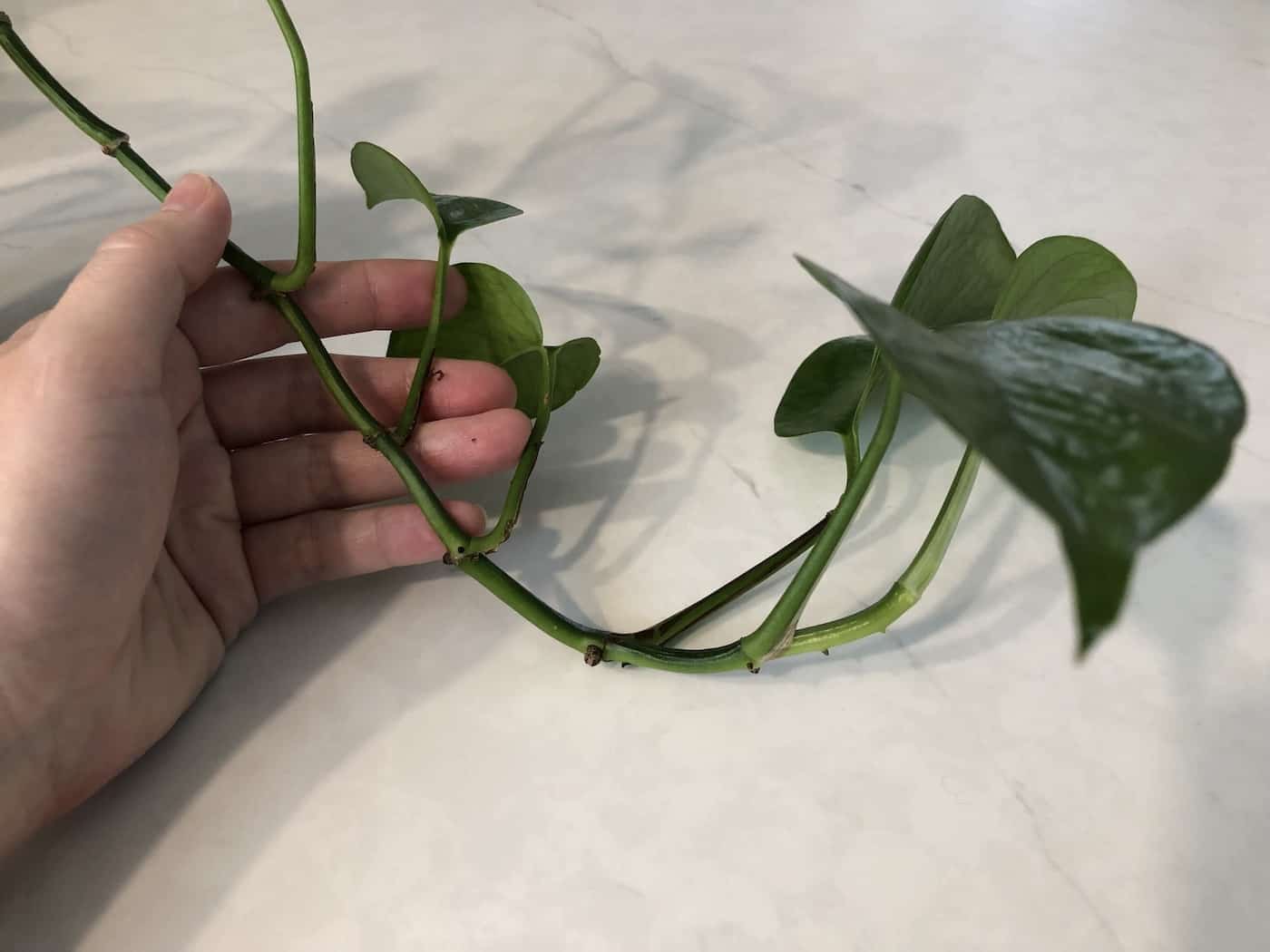 Pothos stem vine - where to take cutting