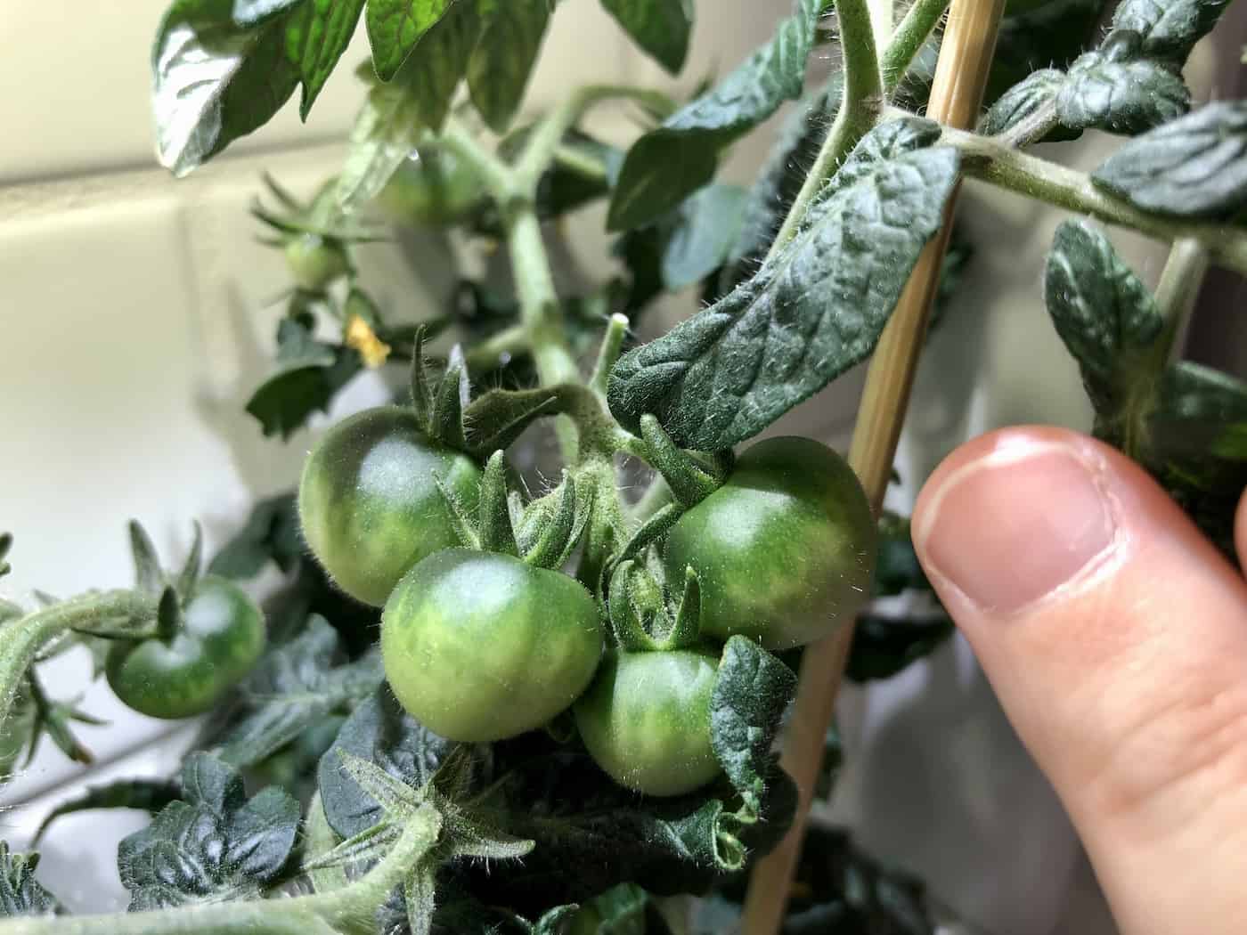 Tomatoes growing indoors in a click and grow garden
