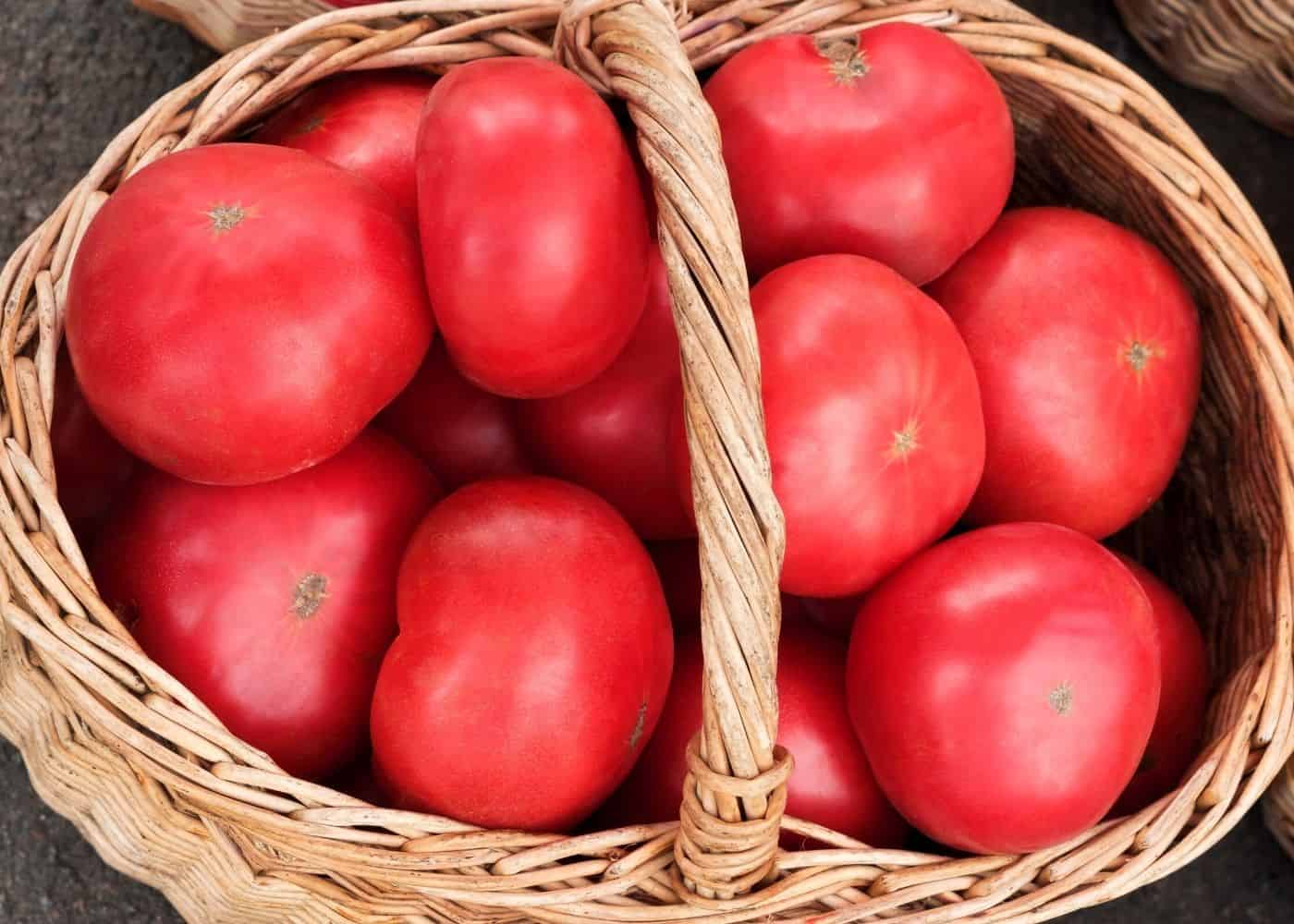 Try Unique, Delicious Teddy Jones Tomato - Easy to Grow with VF Resistance & Great Flavor!