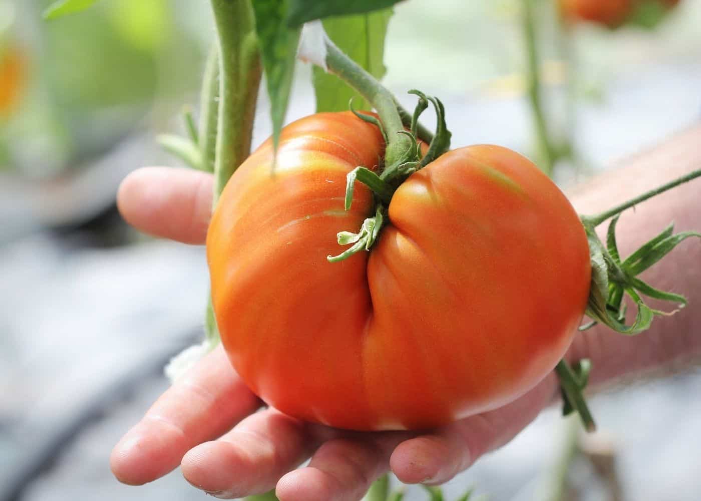 Big Beef: A Must-Have Hybrid Tomato for Professional and Home Gardeners