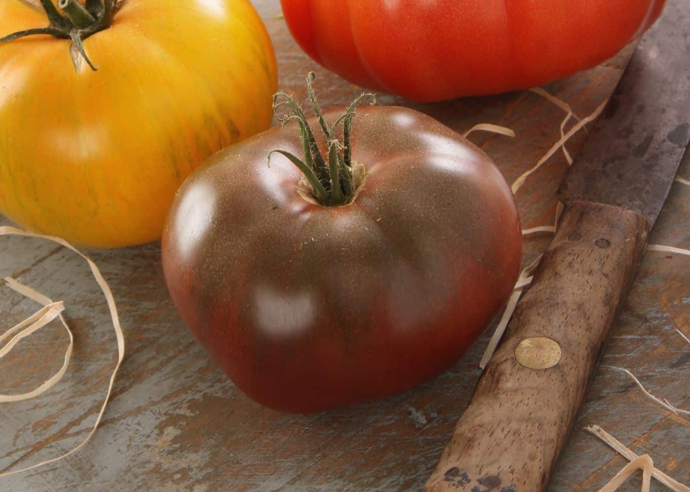 Carbon tomato 🍅 🖤 Unveiling the dark beauty of heirlooms
