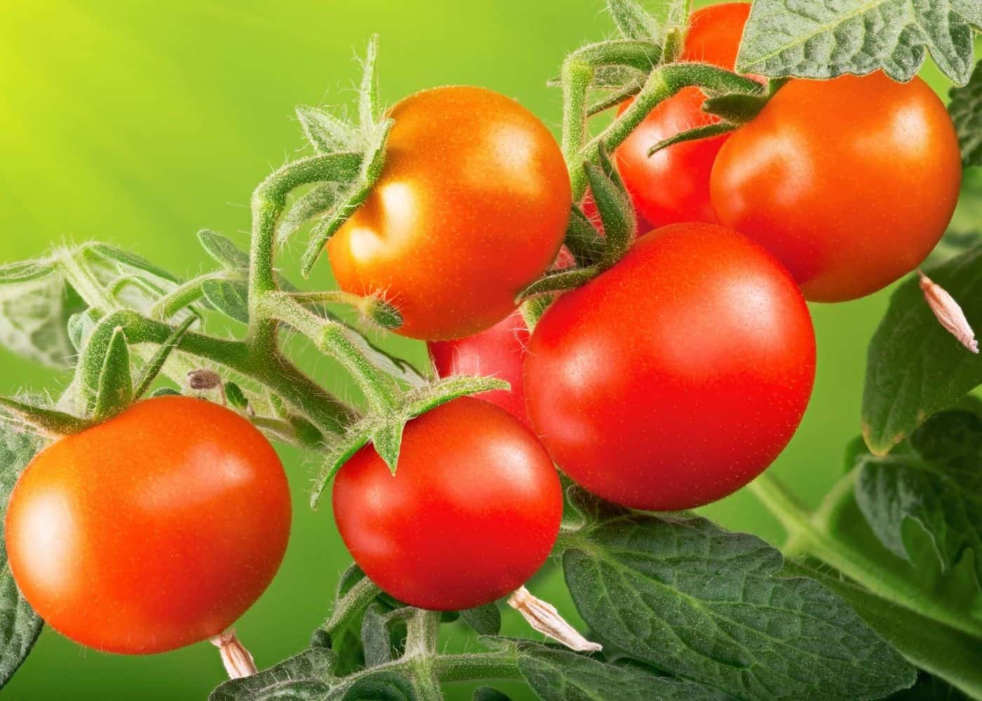 Celebrity tomatoes