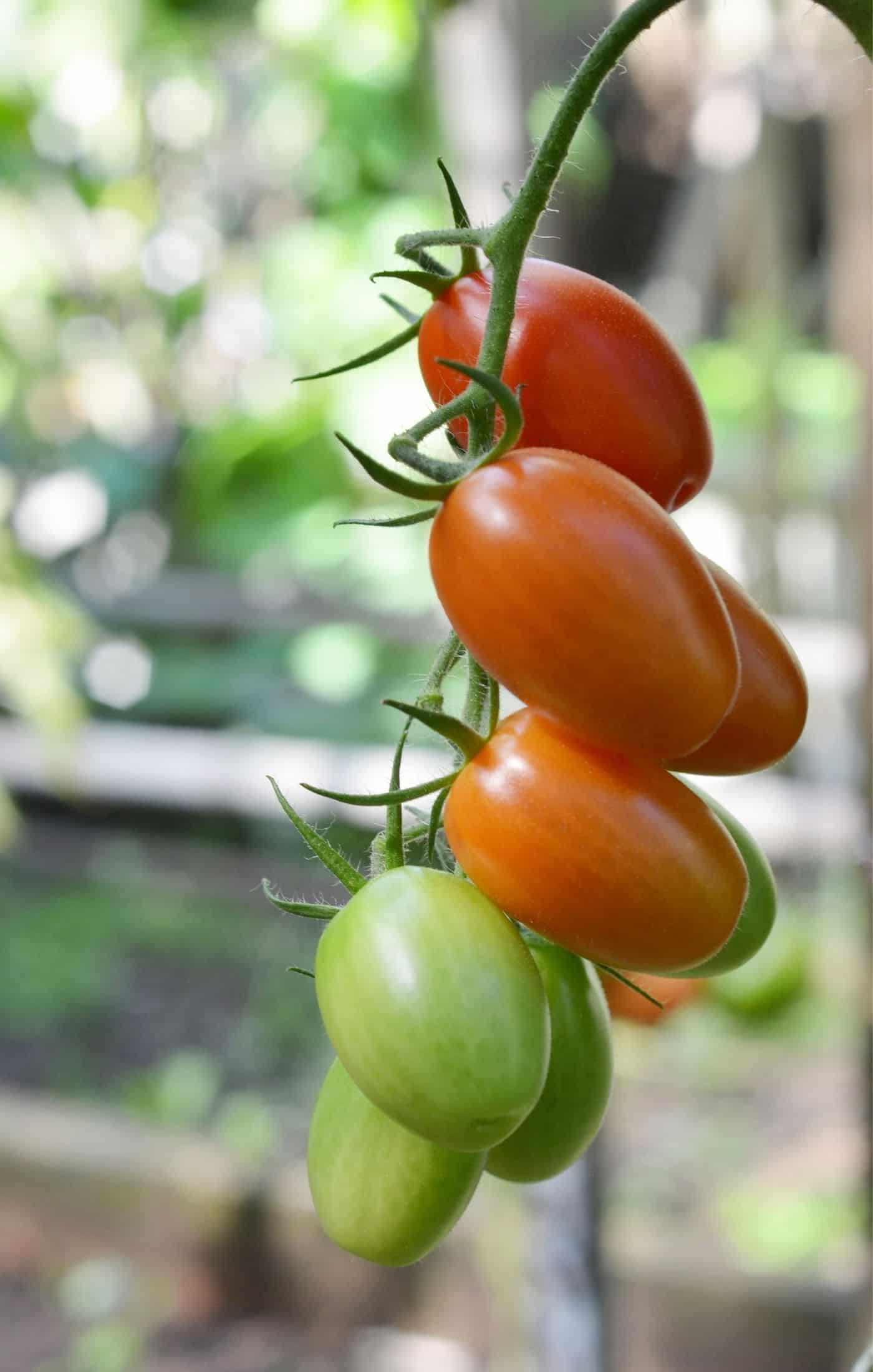 Growing juliet tomatoes
