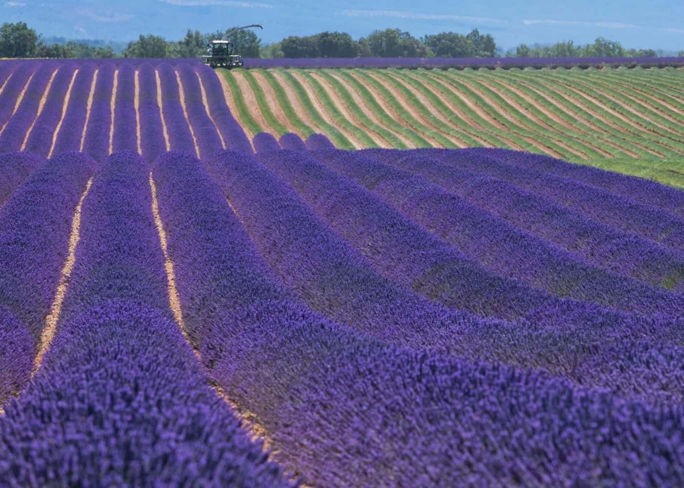 Lavandin field at Lavender Farm