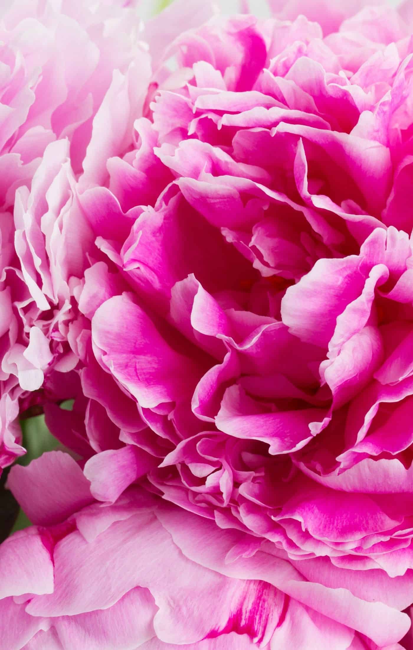 Pink Peonies - The Best Peony Plants with Pink Flowers