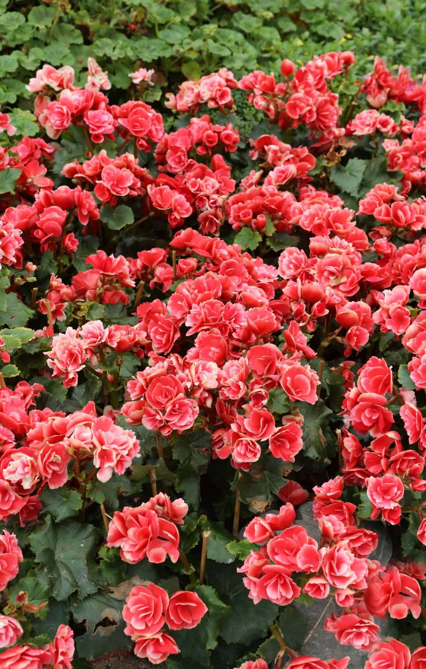 Rieger Begonia მცენარეები წითელი ყვავილებით