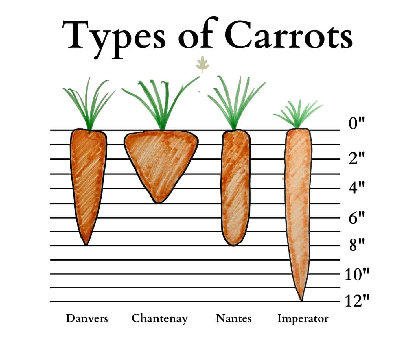 Types of carrots - graphic showing shape and size of popular carrot varieties