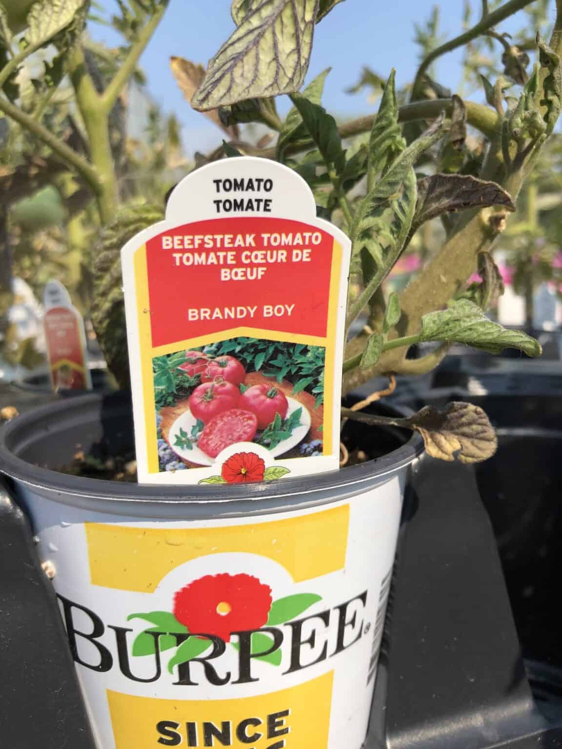 Brandy Boy tomato 🍅🍷 A hybrid with heirloom taste