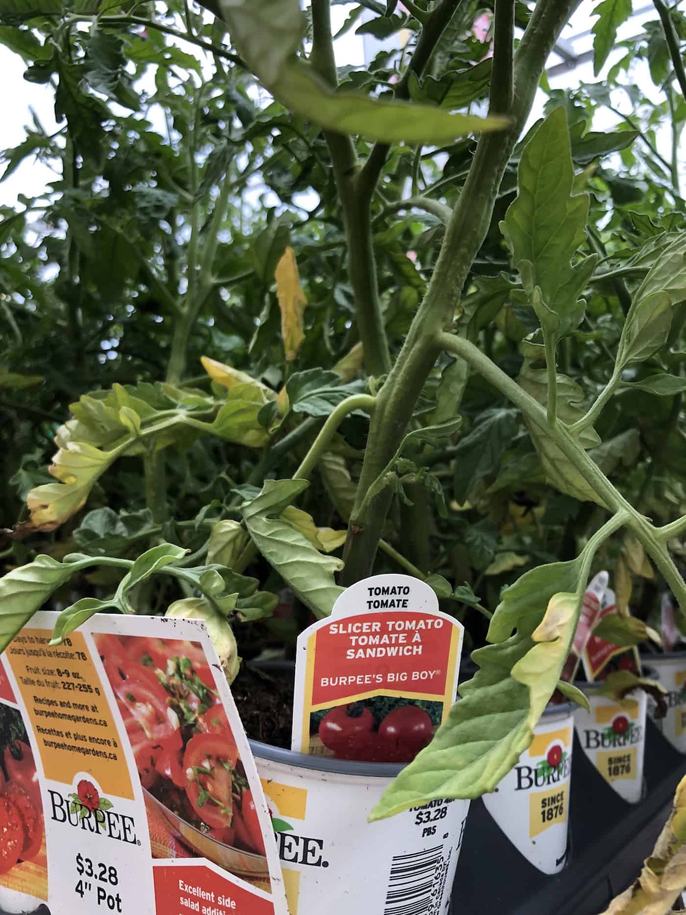 Burpee's big boy tomato plant