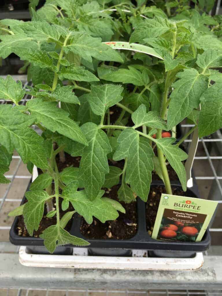 Celebrity tomato 🍅 🌟 A widelyadmired, diseaseresistant variety
