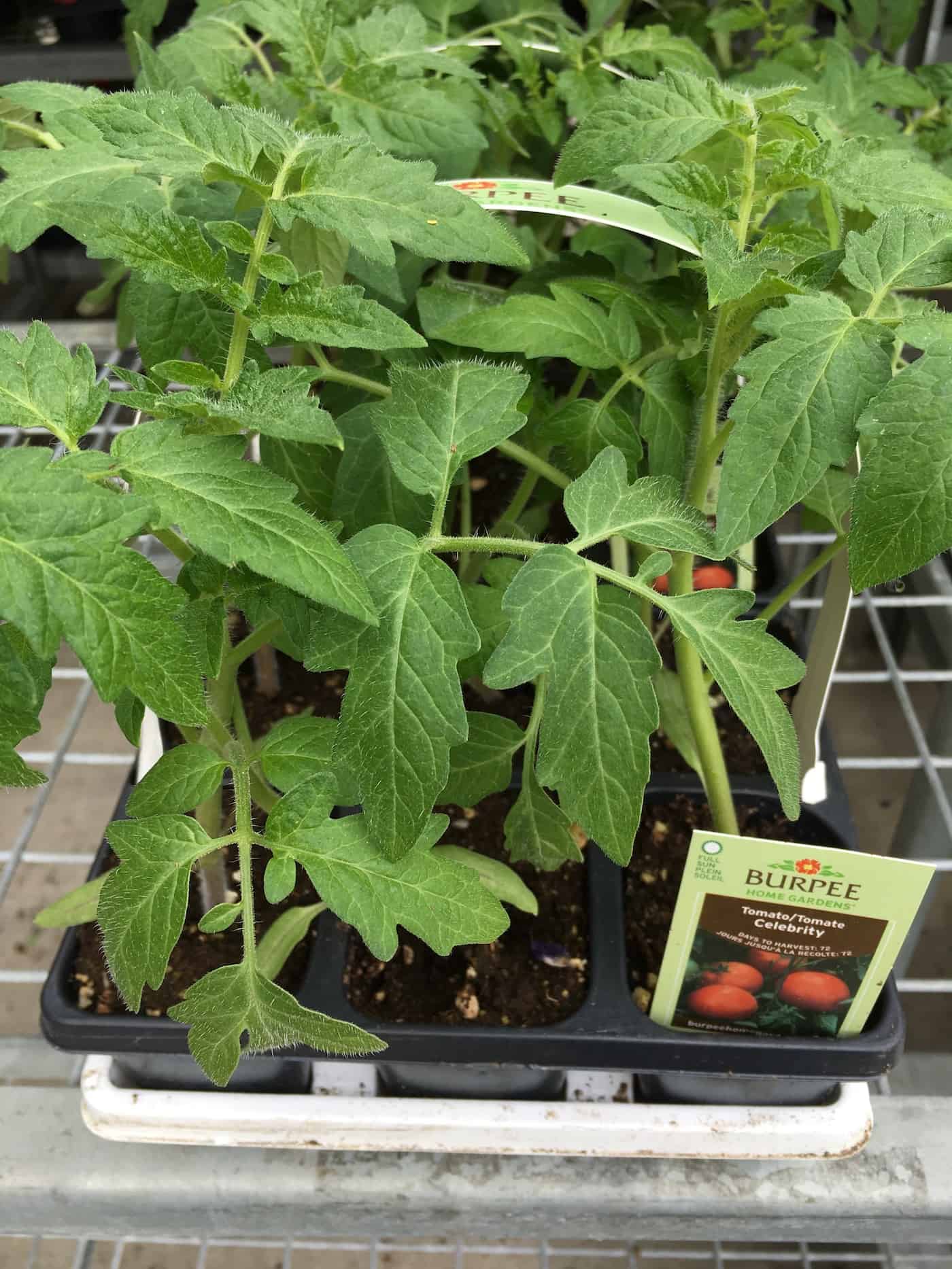 Celebrity tomato plants