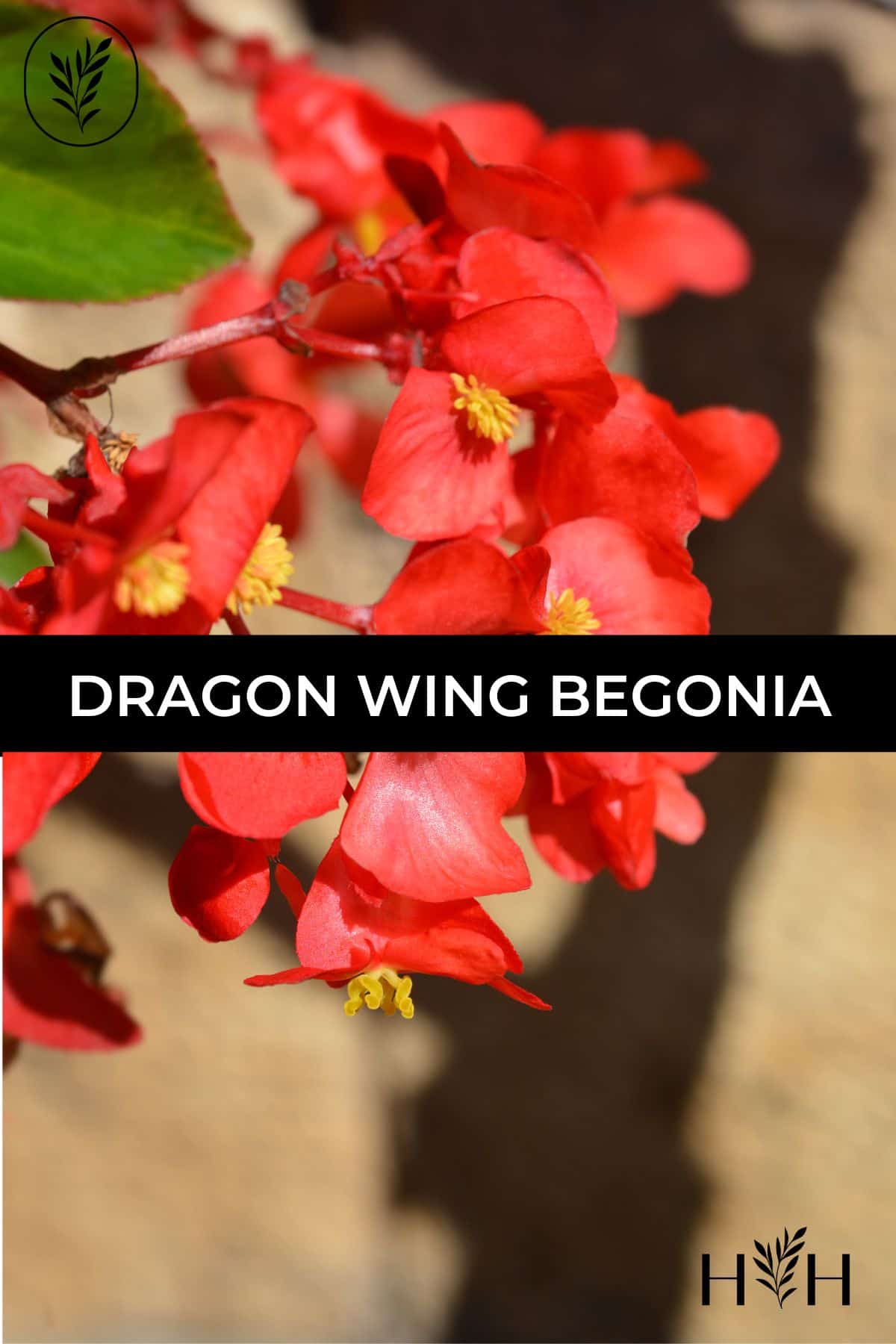 Dragon wing begonia via @home4theharvest