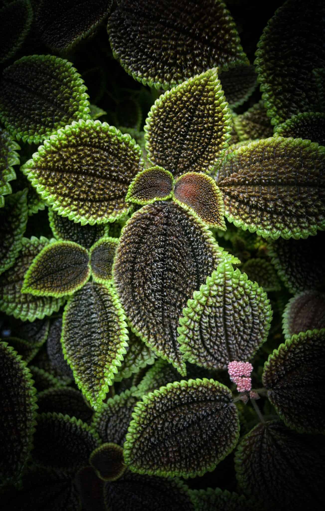 Friendship plant 🌱 💡 Nurturing the popular Pilea involucrata