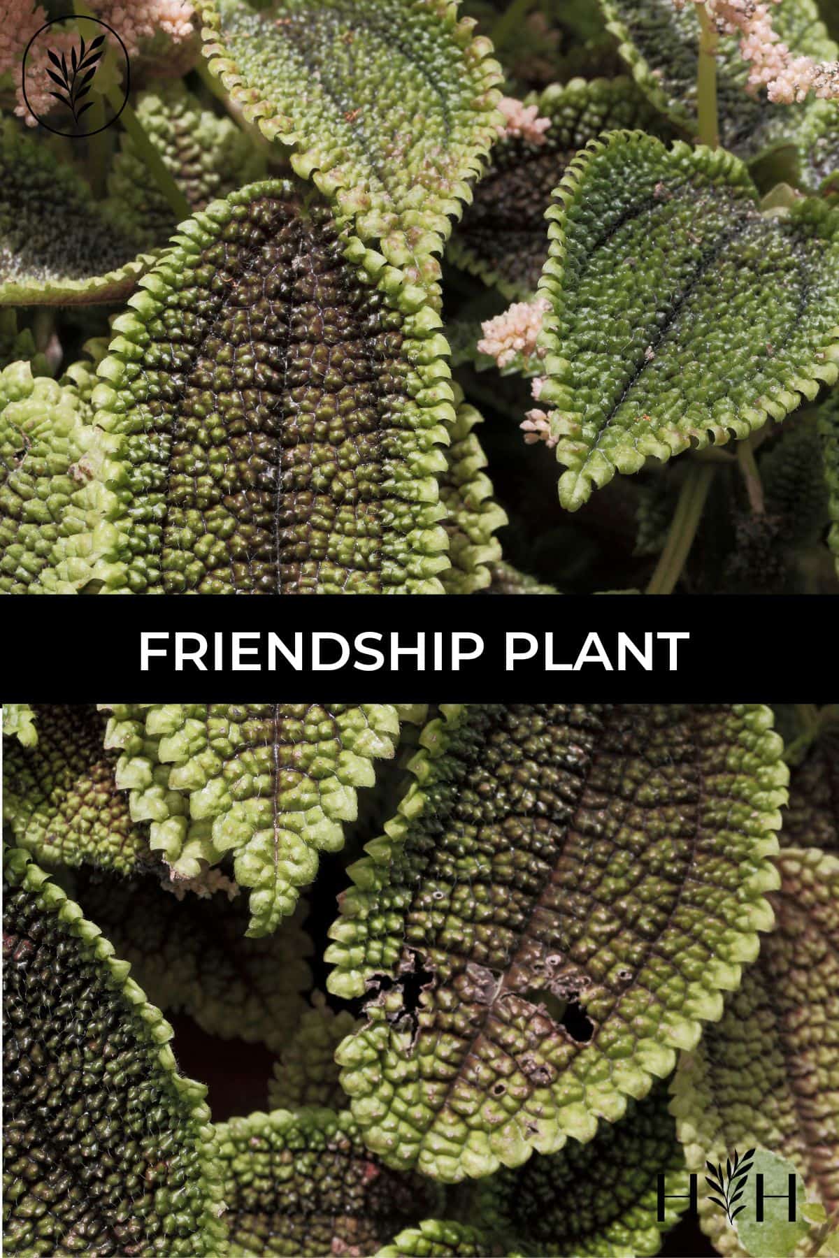 Friendship plant via @home4theharvest