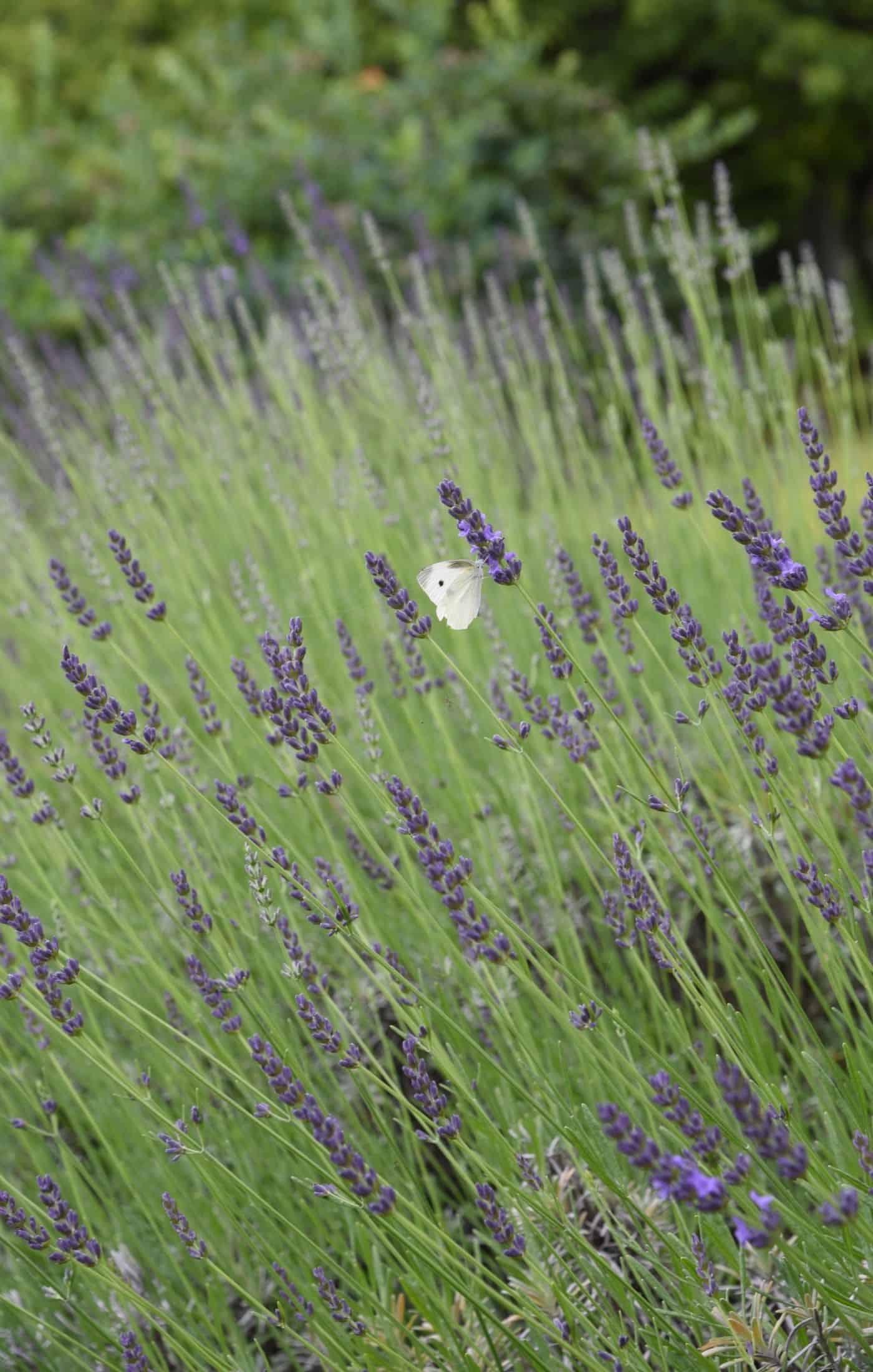 Grosso lavender 🌿 🌸 A popular hybrid known for size and fragrance