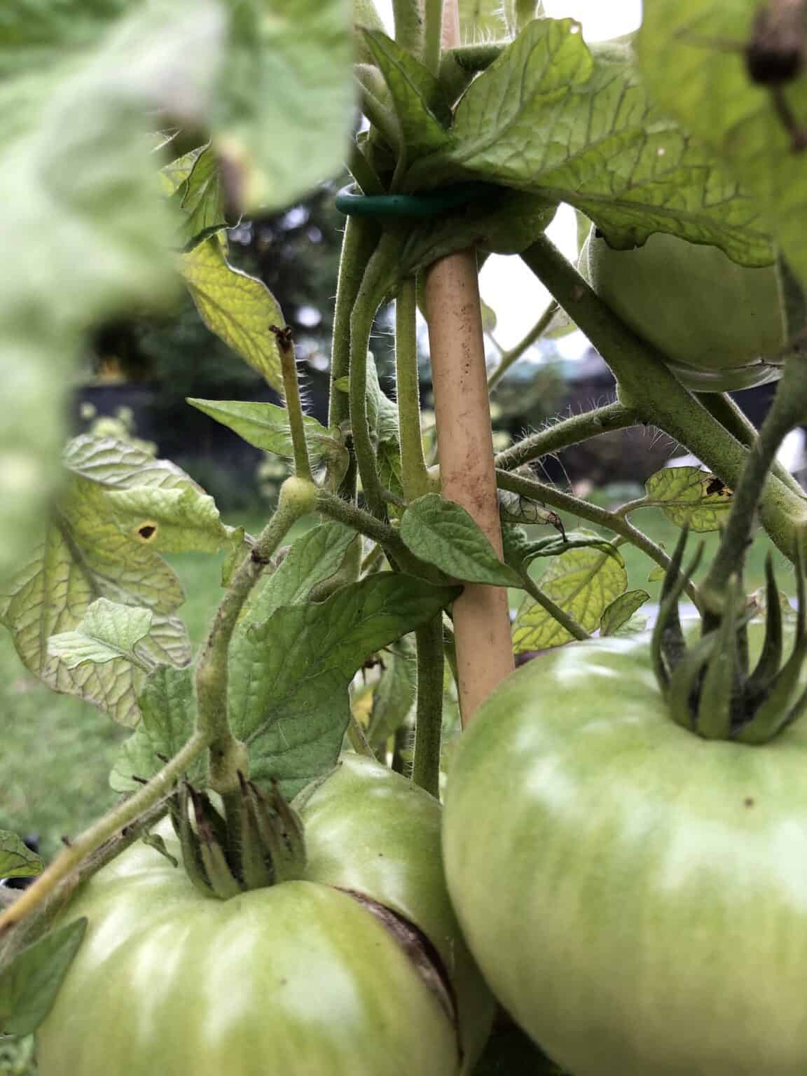 Brandy Boy tomato 🍅🍷 A hybrid with heirloom taste