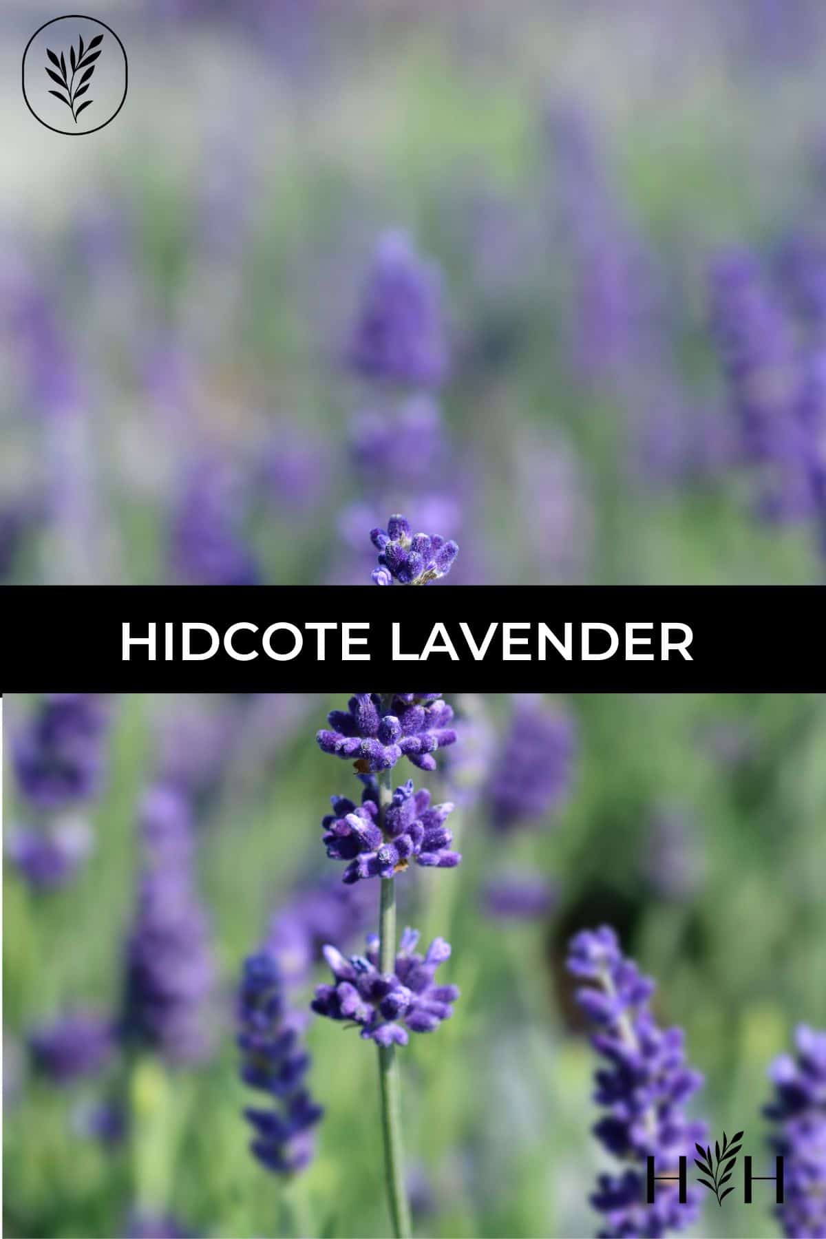 Hidcote lavender via @home4theharvest