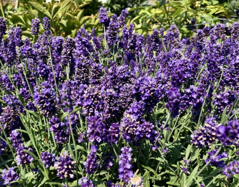 Hidcote lavender plant care & growing guide