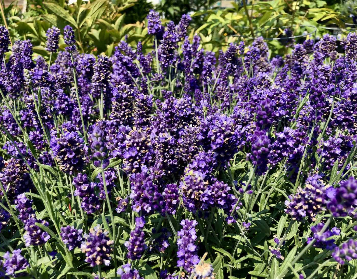 Hidcote lavender flowers