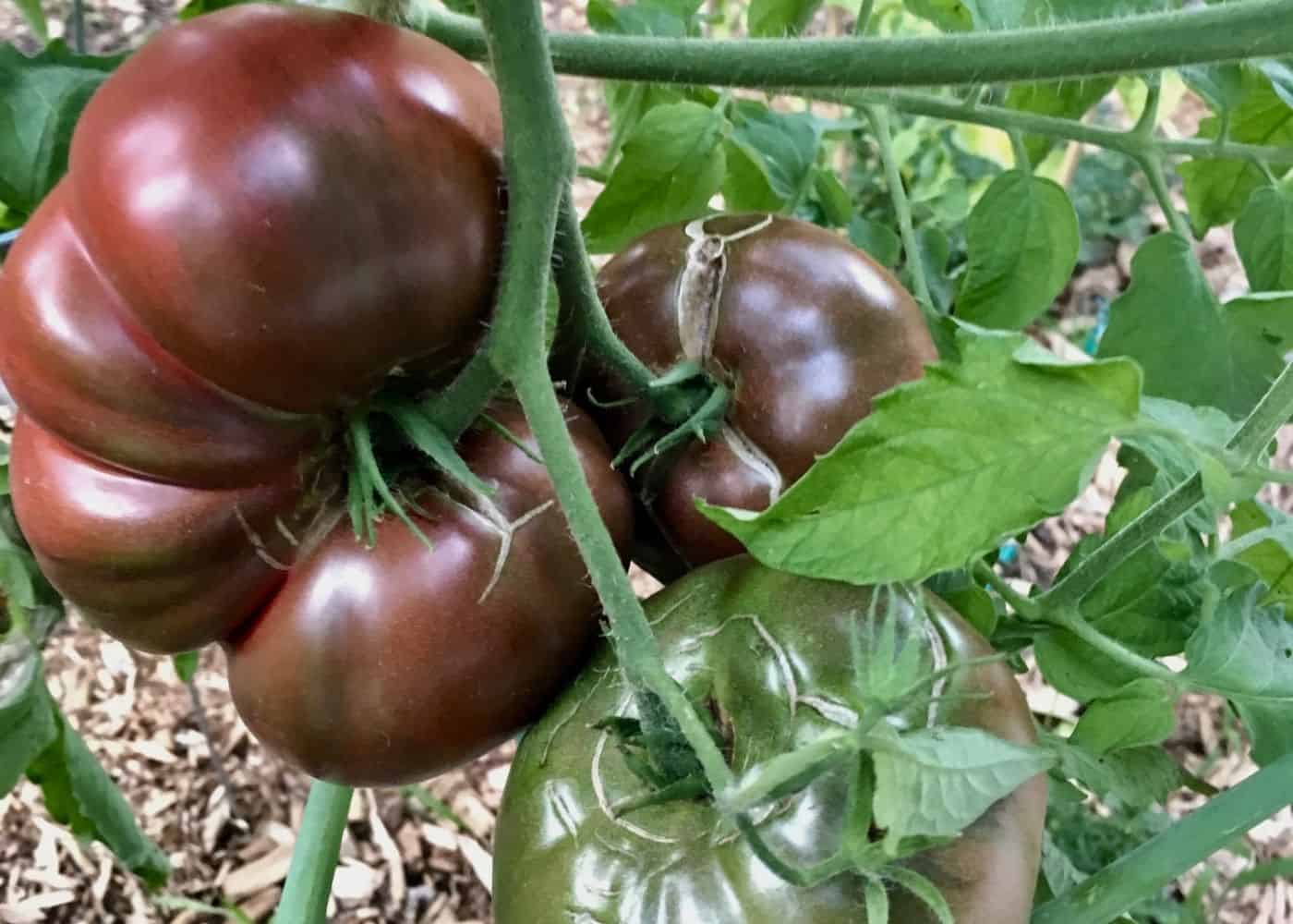How to grow heirloom tomatoes - cherokee purple tomatoes on the vine