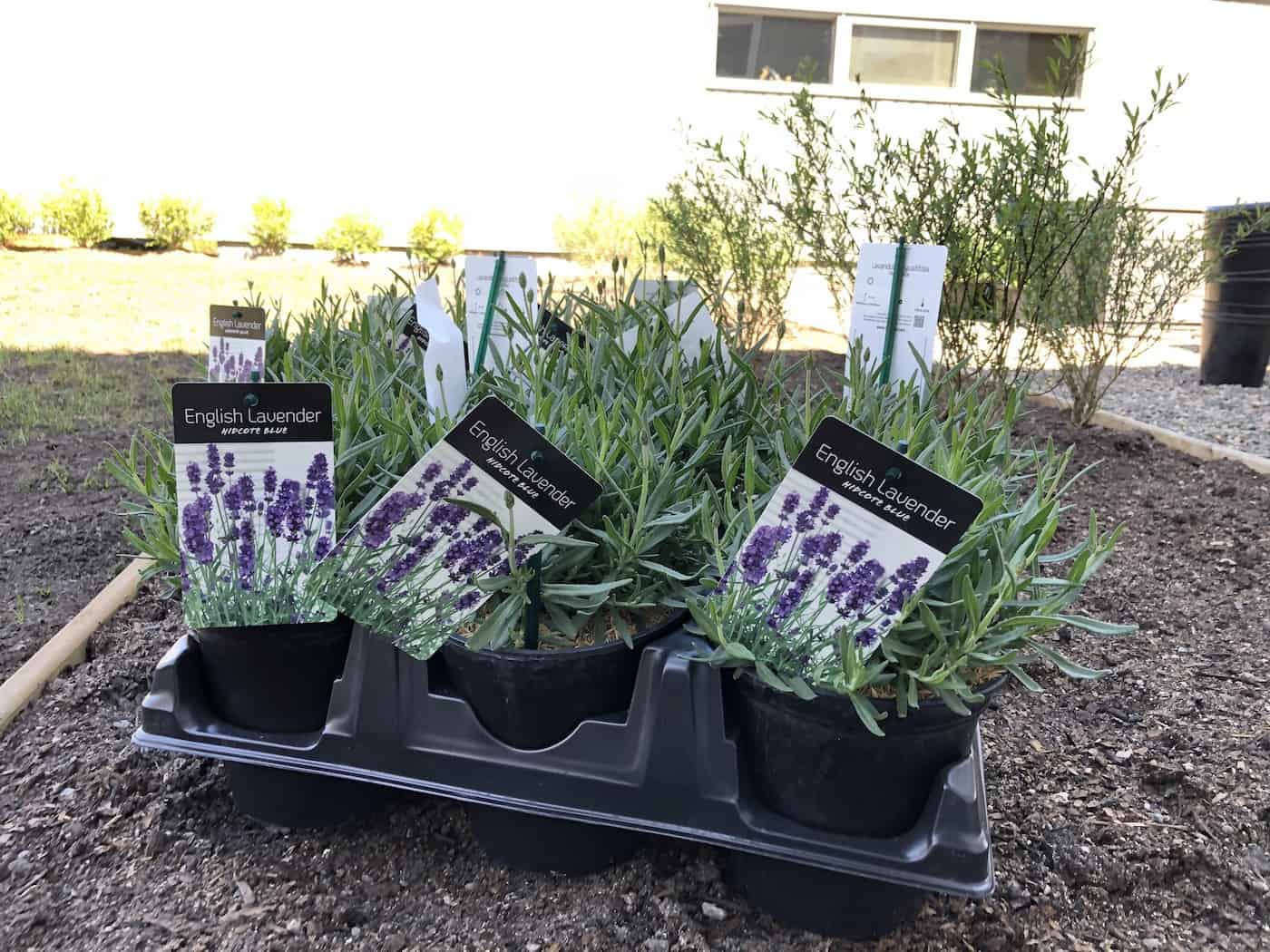 how to plant hidcote lavender