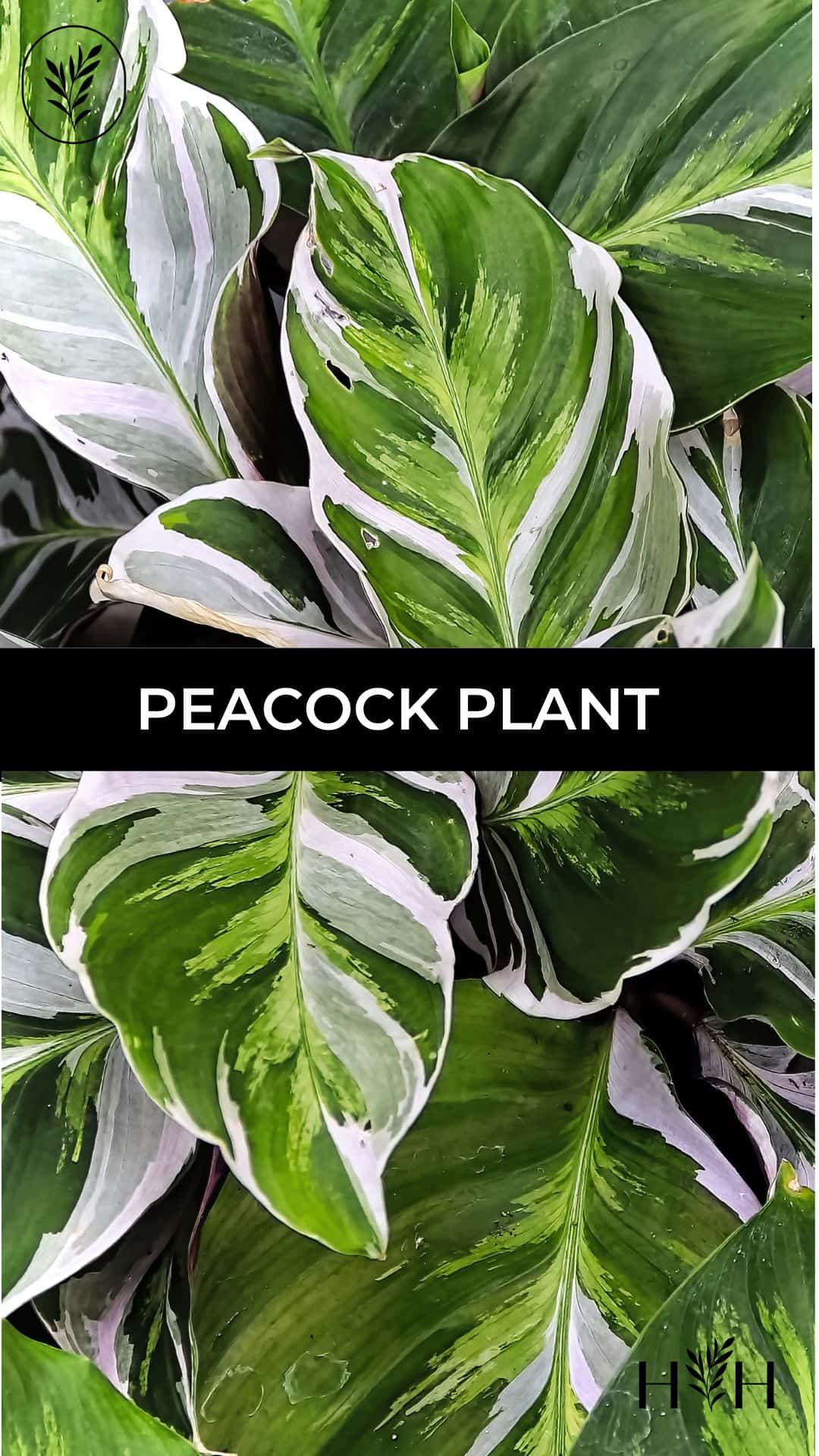 Peacock plant via @home4theharvest