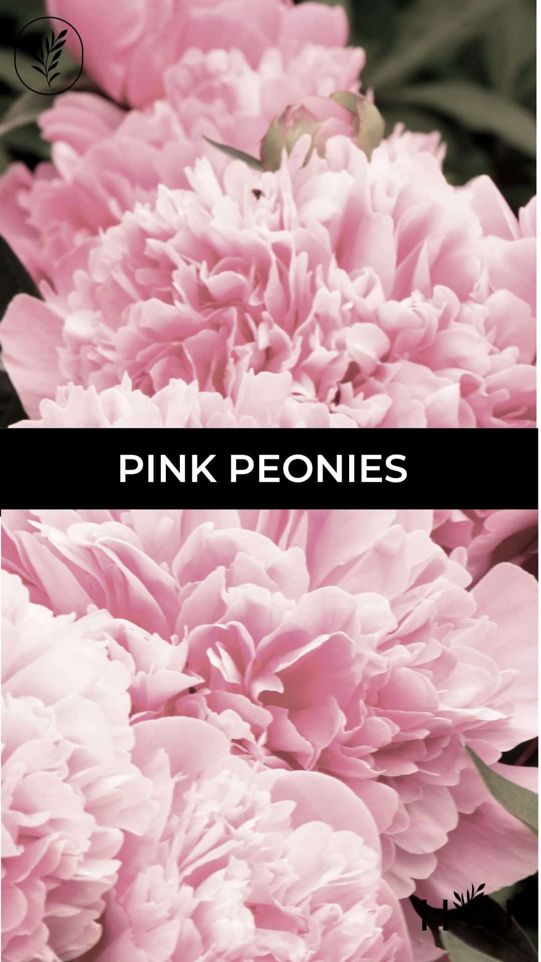 Pink peonies via @home4theharvest