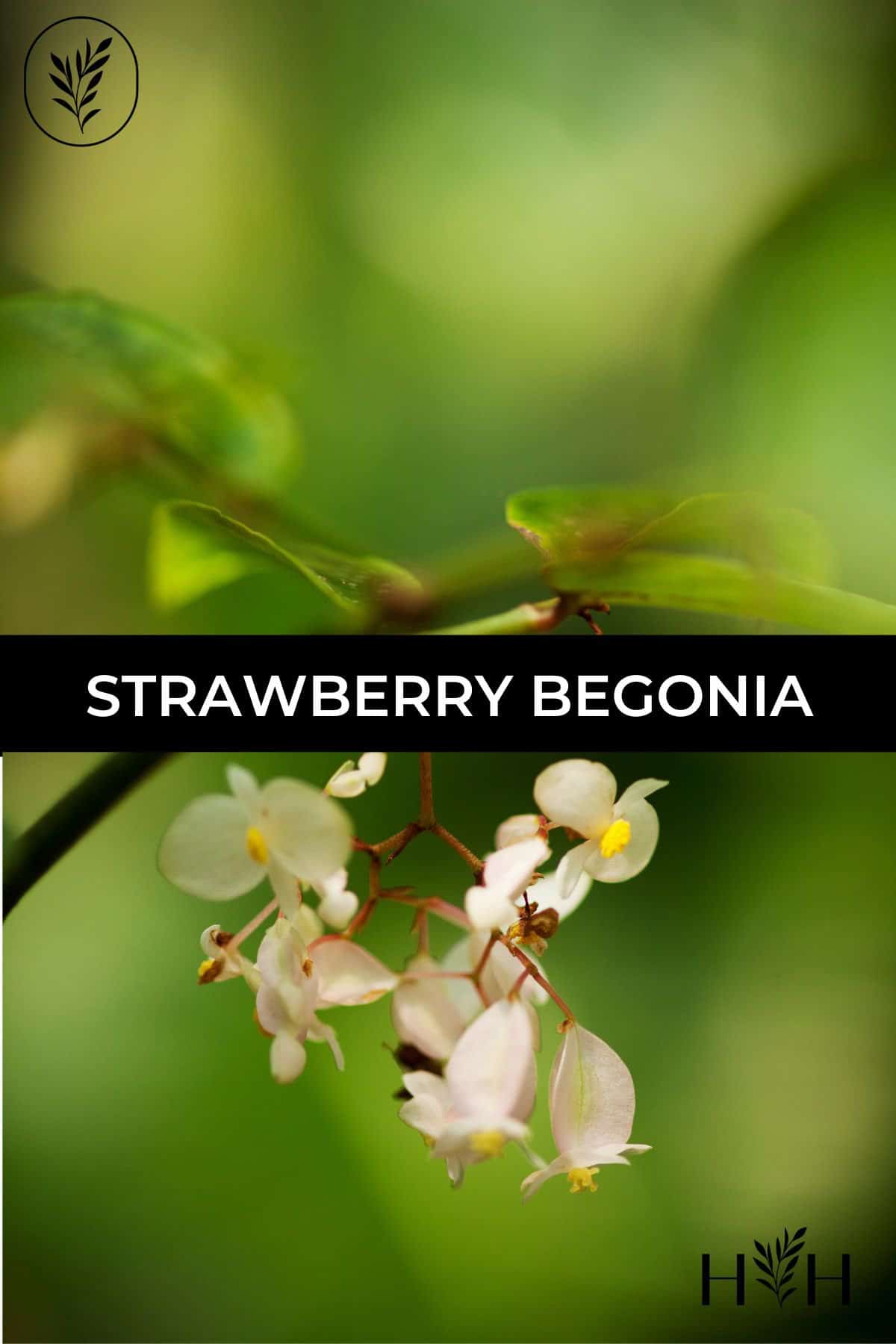 Strawberry begonia via @home4theharvest