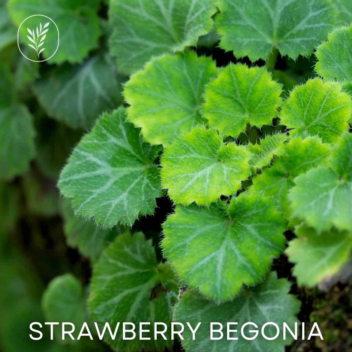 Strawberry begonia via @home4theharvest