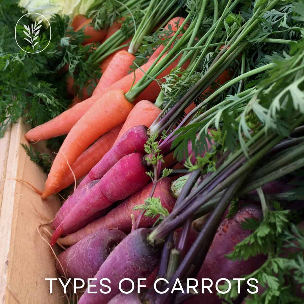 Types of carrots via @home4theharvest