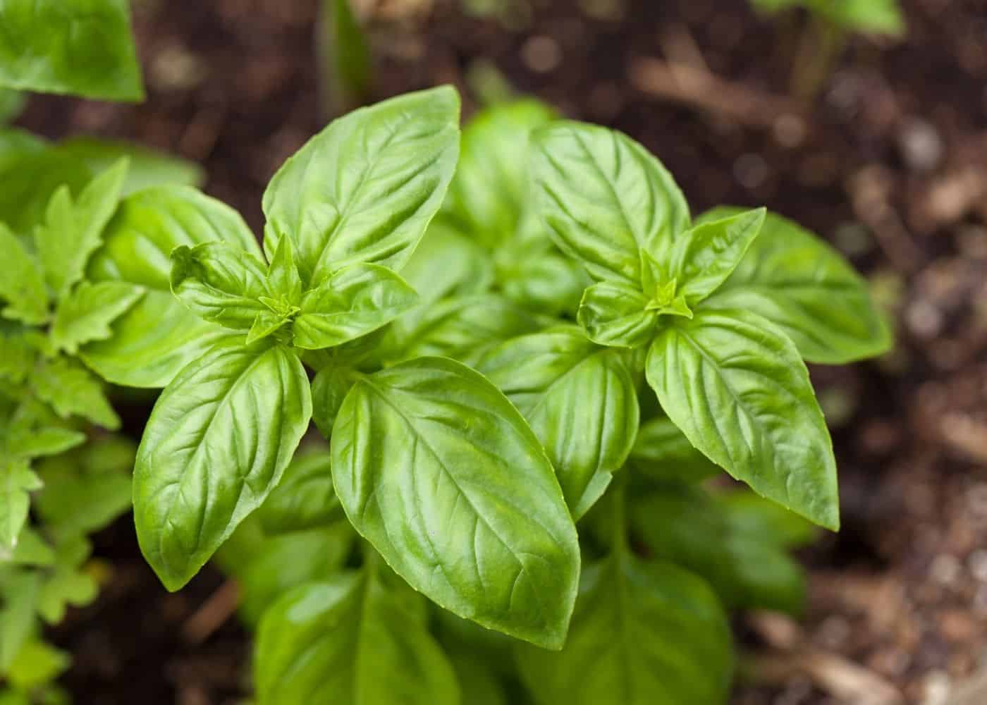 Basil - companion plants for potatoes