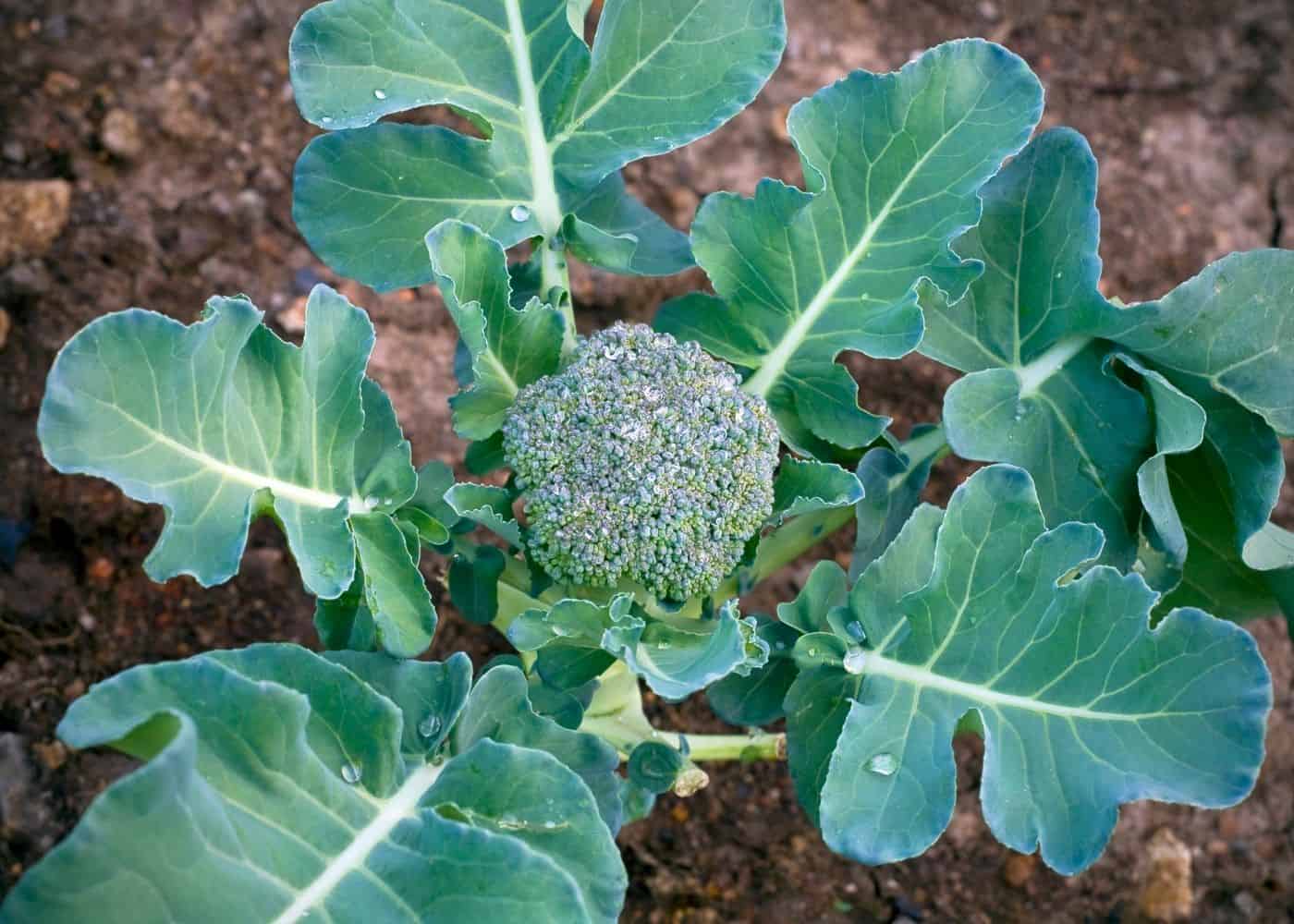 Broccoli and other bad companion plants for tomatoes