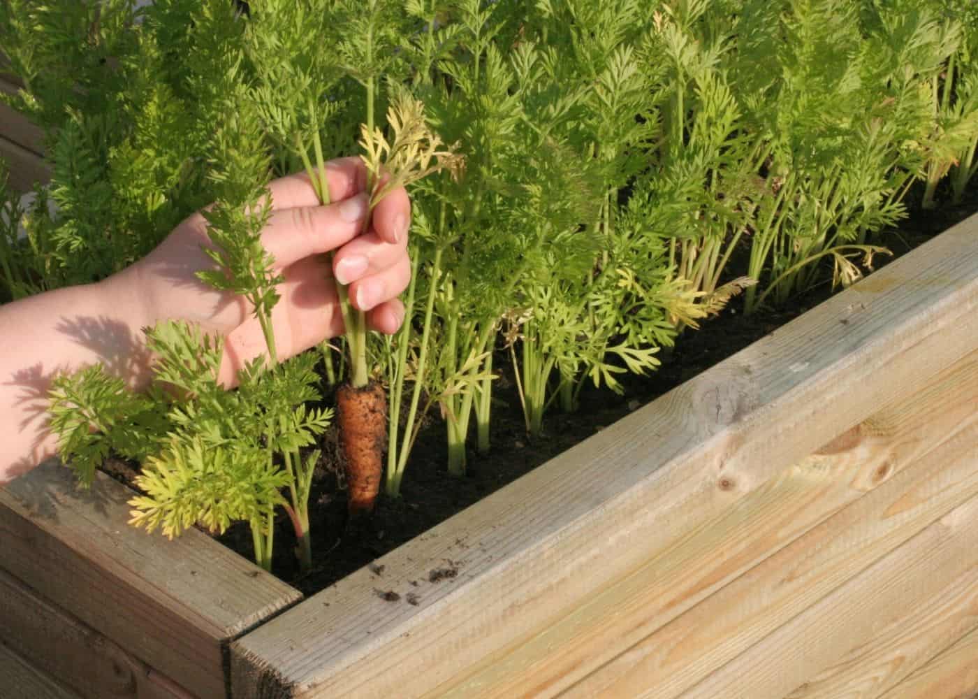 Carrots - companion plants for tomatoes
