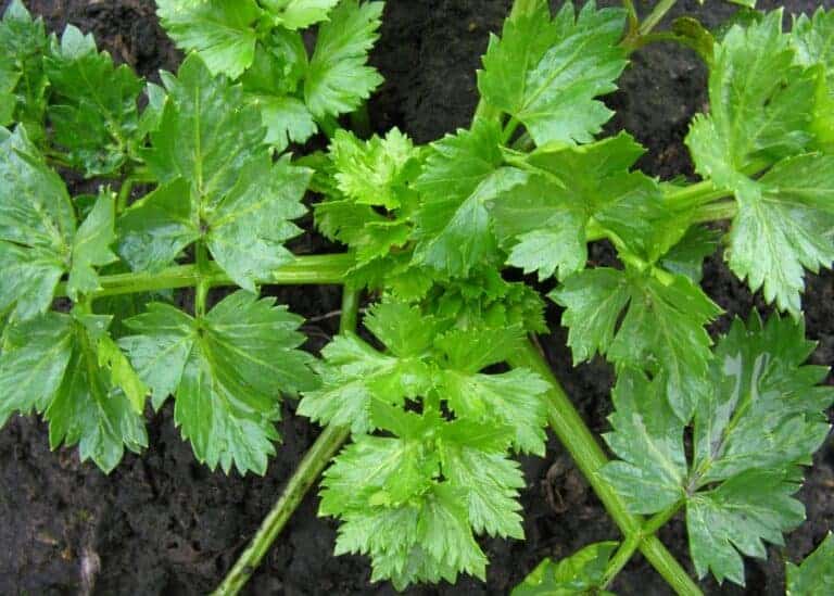 20 companion plants for peppers 🌶️ 💪 Tips for a thriving garden