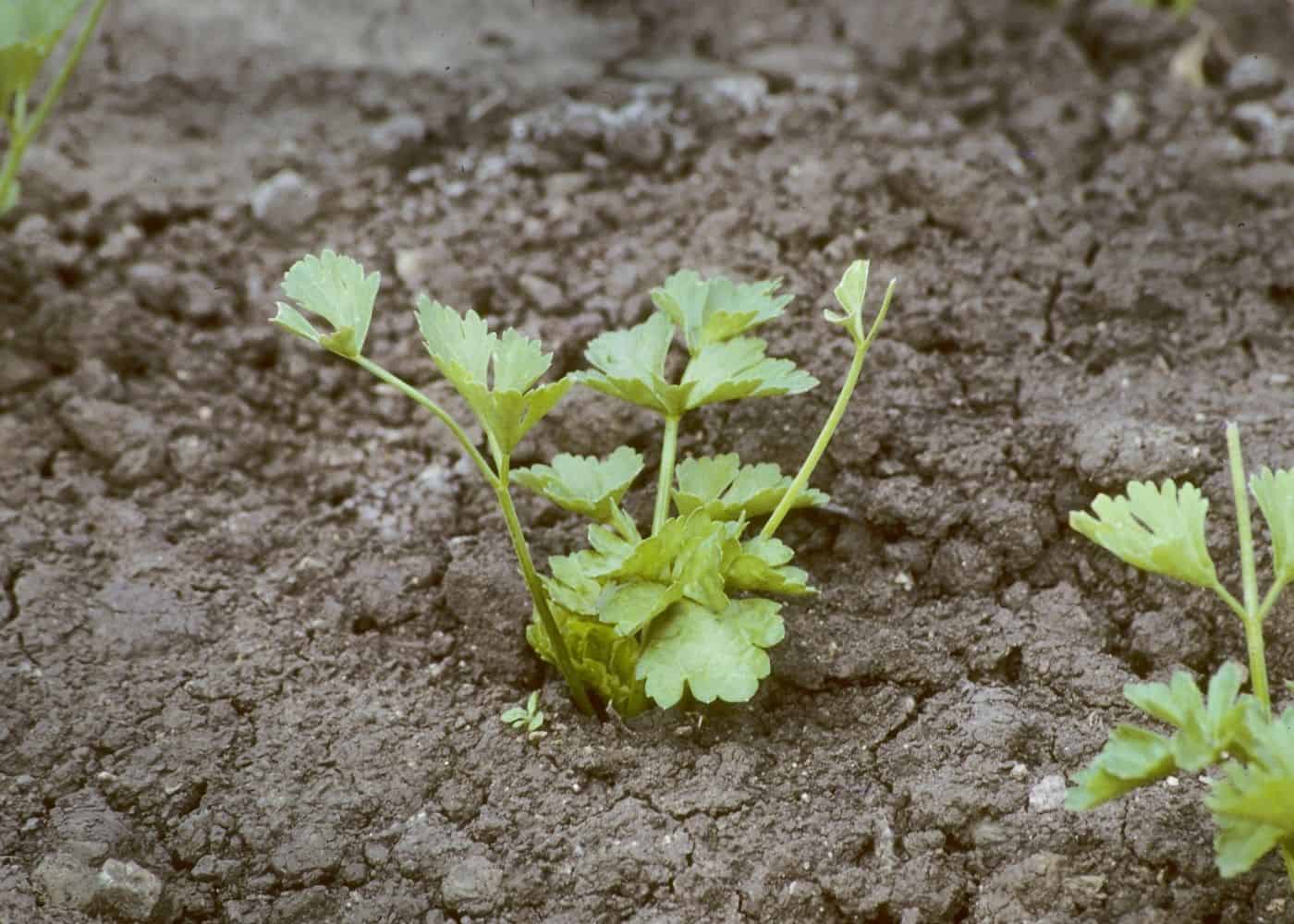 Celery - companion plants for potatoes